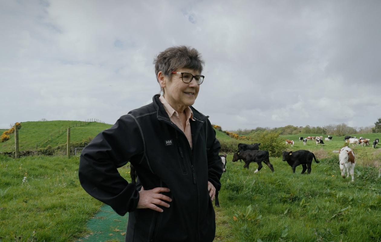 Wilma with the cows and calves at spring turnout